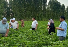 Agrotexnik tadbirlar sifatsiz o‘tkazilganligi yuzasidan masʼullar ogohlantirilmoqda