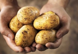 Bulung‘ur: 56 ta fermer xo‘jaliklarining 134 gektar maydonlarida ekilgan urug‘lik kartoshkalar yaroqli deb topilgan