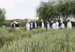 AGROINSPEKSIYA HUZURIDAGI MARKAZDA DON URUG‘LARI NAVDORLIGINI BAHOLASH YUZASIDAN SEMINAR TASHKIL ETILDI