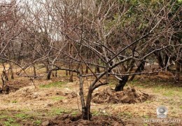 Noyabr oyida bogʼ-tokzorlar, mevali bogʼlarda amalga oshiriladigan agrotexnik tadbirlar