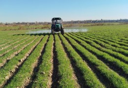 2025-yil hosili uchun ekilgan kuzgi boshoqli don parvarishda agrotexnik tadbirlar to‘g‘ri olib borilishi yuzasidan maʼlumot