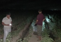 Mamlakatimizda kuzatilayotgan anomal issiq kunlari g‘o‘za maydonlarini tunda sug‘orishni targ‘ib qilishga eʼtibor kuchaytirildi