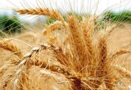Oqoltin tumanida 2021 yil gʼalla hosili uchun 14 ming gektar yer maydoniga 3 500 tonna sara urugʼlik don navlari ekish rejalashtirilgan