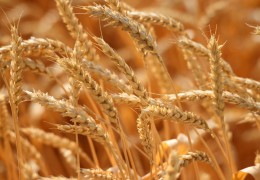 2025 yil hosili uchun kuzgi boshoqli don ekinlari ekilgan maydonlarda agrotexnik tadbirlarning o‘tkazilishi «O‘zagroinspeksiya» tomonidan nazorat qilib borilmoqda