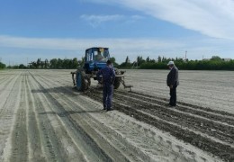 El boshiga ish tushganda: Buxoroda 4 ming 856 gektar yer maydonlari qayta ekildi
