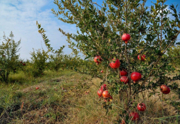 Bugungacha 18 ming gektardan ortiq maydonda yangi bogʼ barpo etildi
