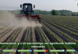 Samarqand: g‘o‘za parvarishiga oid agrotexnik tadbirlar nazoratda