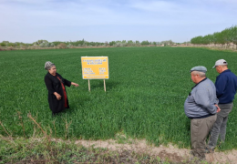 URUG‘LIK G‘ALLA MAYDONLARIDA AGROTEXNIK TADBIRLARNING SIFATLI BAJARILISHI INSPEKSIYA NAZORATIDA
