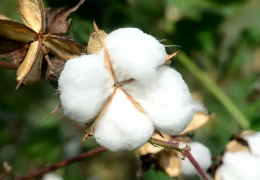 More than 10 thousand hectares of areas intended for growing seed cotton have been withdrawn from seed production.