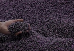 НАВОИЙ: УРУҒЛИК ЧИГИТ ТАЙЁРЛАШ ЖАРАЁНЛАРИ НАЗОРАТДА