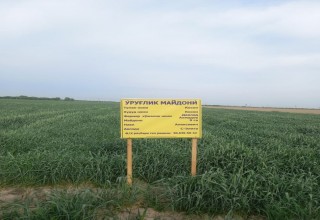 ПРОВЕДЕНИЕ АГРОТЕХНИЧЕСКИХ МЕРОПРИЯТИЙ ПРИ ВЫРАЩИВАНИИ СЕМЕННЫХ ЗЕРНОВЫХ КУЛЬТУР – ОСНОВА ОБИЛЬНОГО УРОЖАЯ
