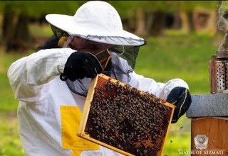 Асаларичилик хўжалигига дебиторлик қарзлари ундириб берилди